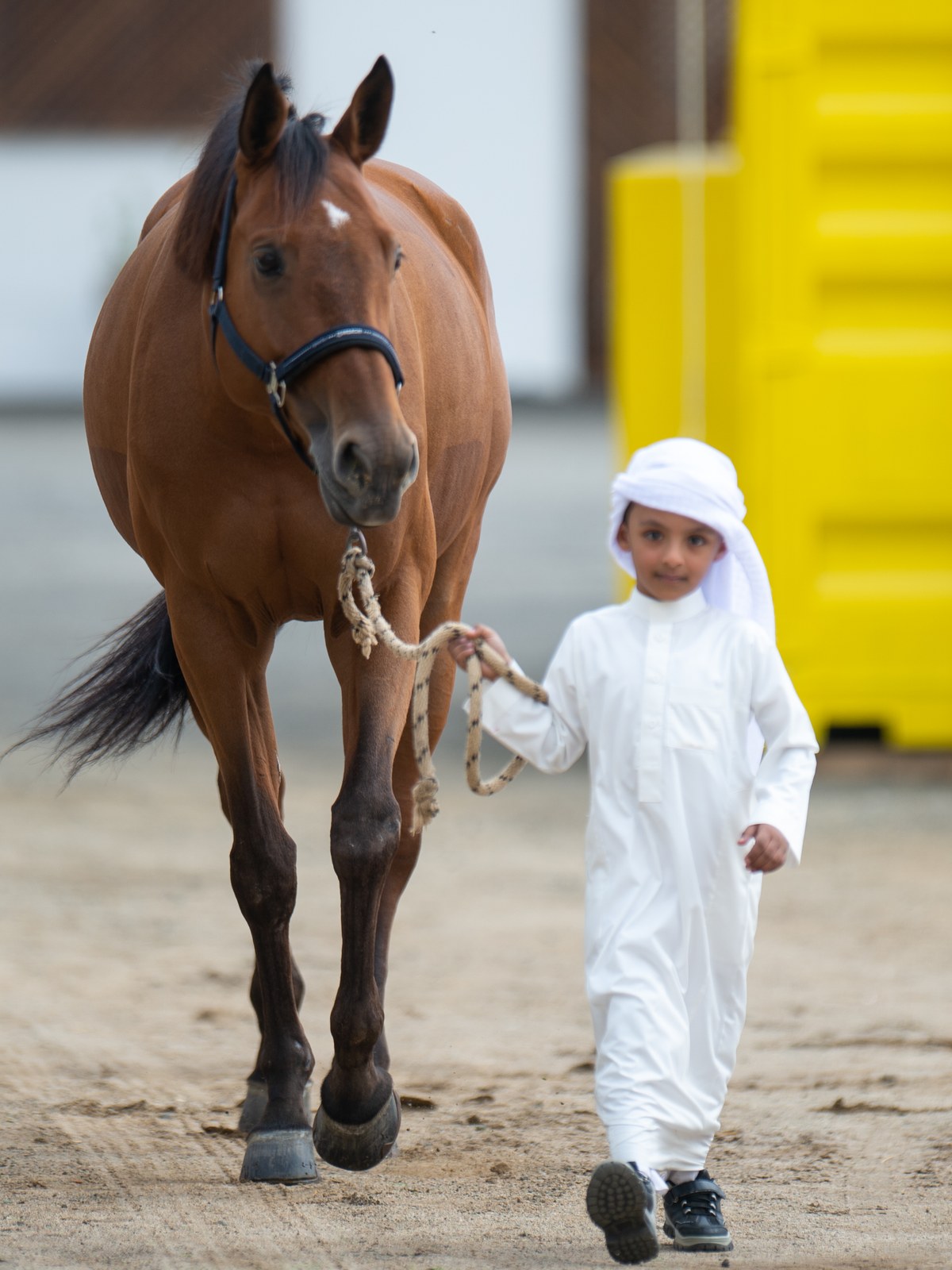 A young boy leading a horse by lead rope across the yard