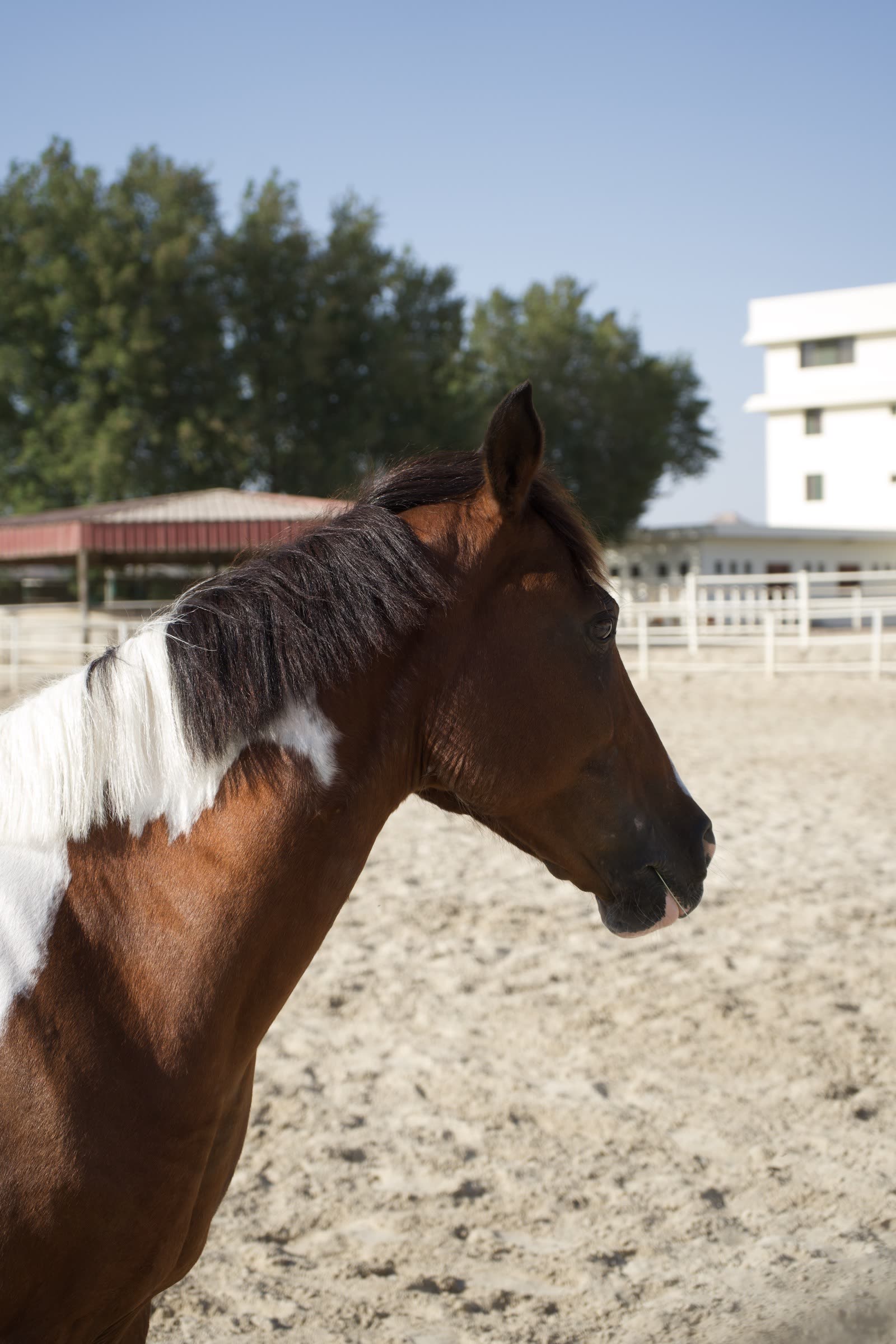 Portrait of a horse boarded at Trio Sporting