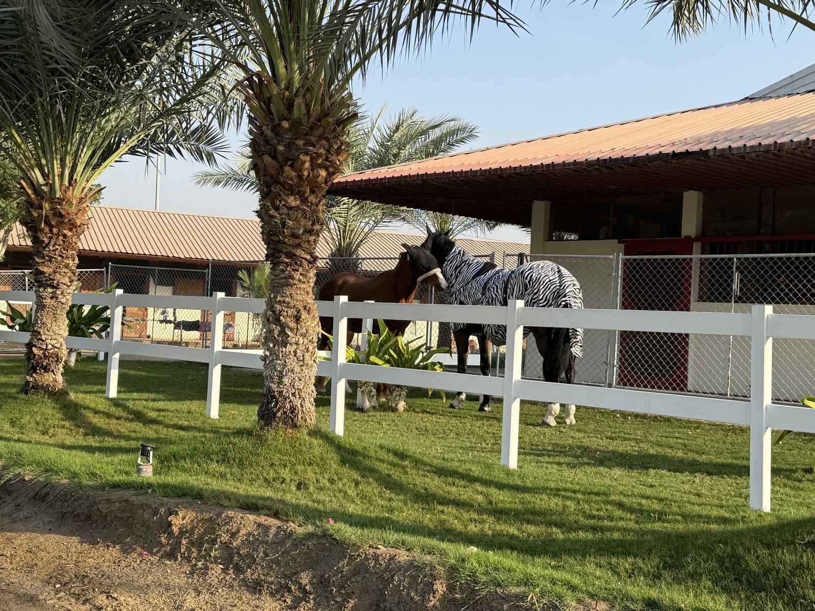 Horses in their shaded stable block at Trio Sporting