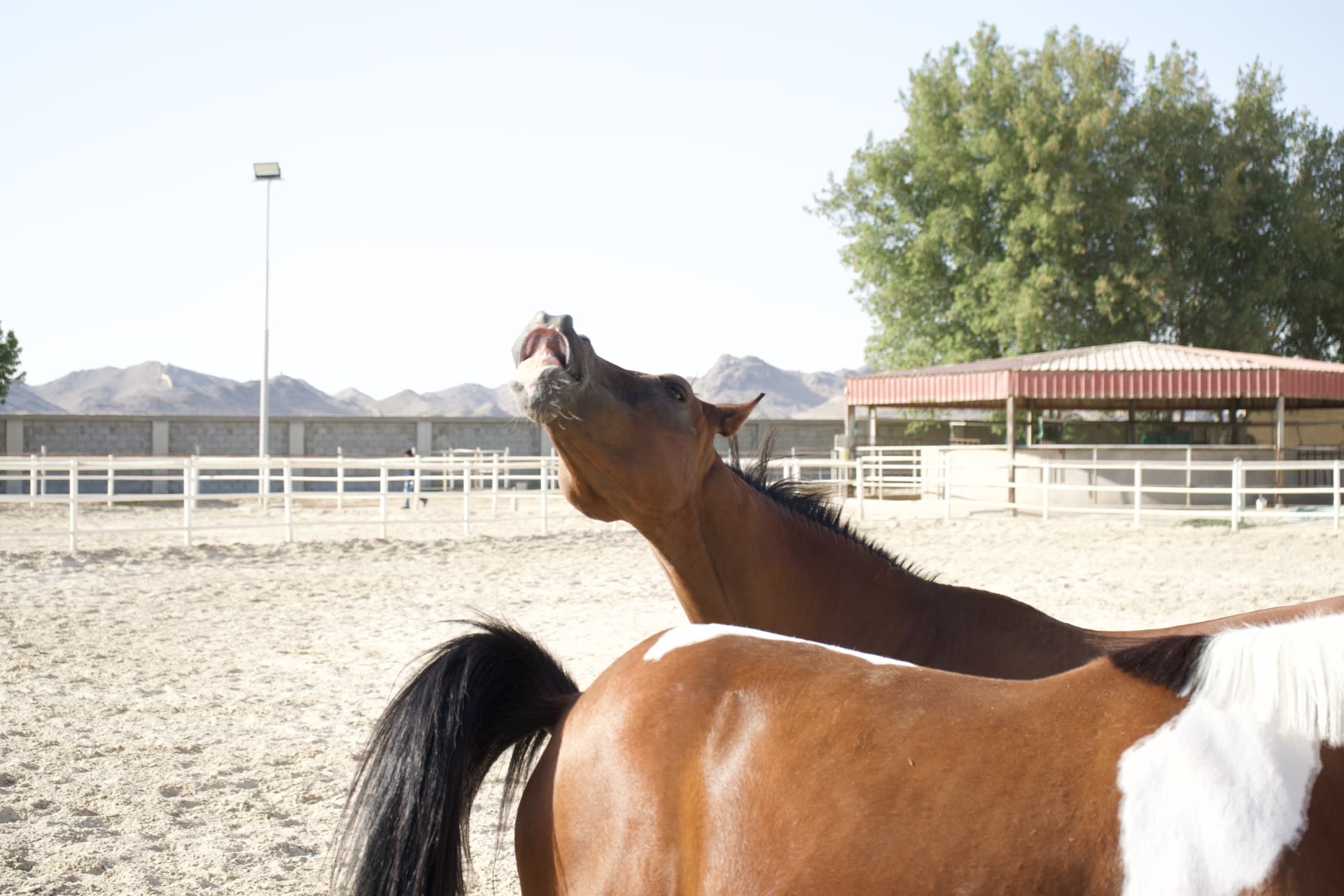Horses against the mountain backdrop at Trio Sporting